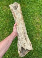 Wolharige mammoet Bot - mammuthus primigenius - 62 cm - 15, Verzamelen, Mineralen en Fossielen