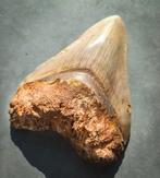 Megalodon - Fossiele tand - 119 mm - 87 mm, Verzamelen