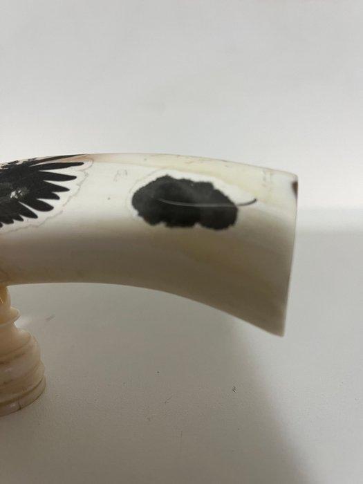 Wrattenzwijn Taxidermie wandmontage - Facocero - 16 cm - 0, Antiquités & Art, Curiosités & Brocante