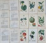 Francois Pierre Chaumeton / Ernestine Panckoucke - Lot with