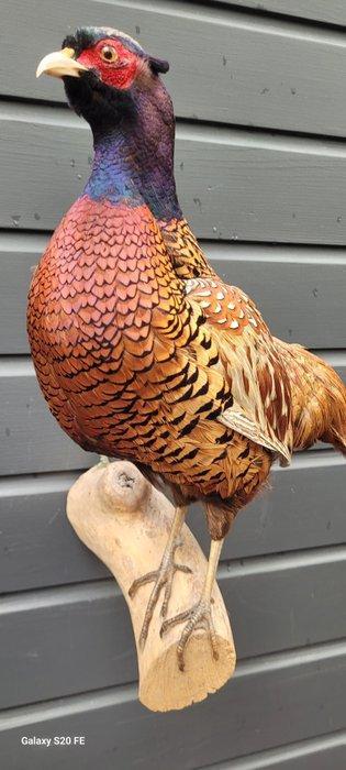 Fazant Taxidermie volledige montage - Phasianus colchicus -, Verzamelen, Dierenverzamelingen