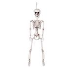 Halloween Pop Skelet Beweegbaar 60cm, Hobby & Loisirs créatifs, Verzenden