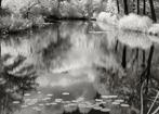 Hans Vos - Pond two nature in infra-red - No reserve