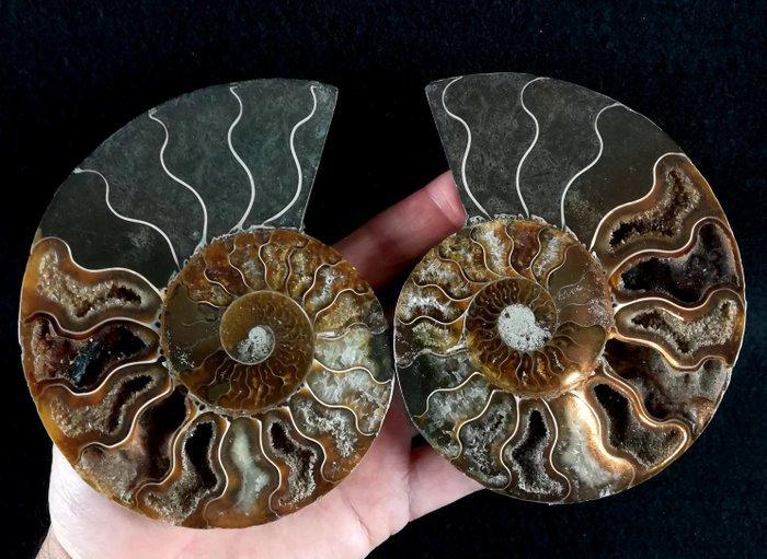 Ammoniet - Gefossiliseerd dier - Aioloceras (Cleoniceras), Verzamelen, Mineralen en Fossielen