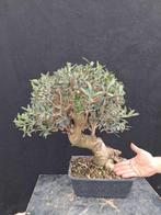 Olijf bonsai (Olea europaea) - Hoogte (boom): 49 cm - Diepte