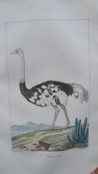 Buffon - Oeuvres complètes. Tome 15,les oiseaux-tome 5 ,les, Antiek en Kunst, Antiek | Boeken en Manuscripten