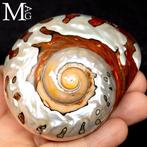 Schelp in parelmoer van topkwaliteit Verzamelingsschedel -, Verzamelen, Mineralen en Fossielen