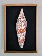Gloire de lInde Coquillage marin - Conus milneedwardsi, Nieuw