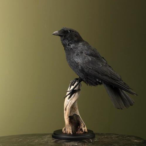 Kraai Taxidermie Opgezette Dieren By Max, Verzamelen, Dierenverzamelingen, Opgezet dier, Nieuw, Vogel, Ophalen of Verzenden