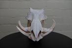 African Warthog Schedel - Phacochoerus africanus - 0 cm - 0