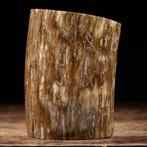 Plaque divoire fossile de mammouth - Fragment fossilisé -, Nieuw