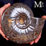 Exclusief Pools Cleoniceras - Gefossiliseerde schelp -, Verzamelen