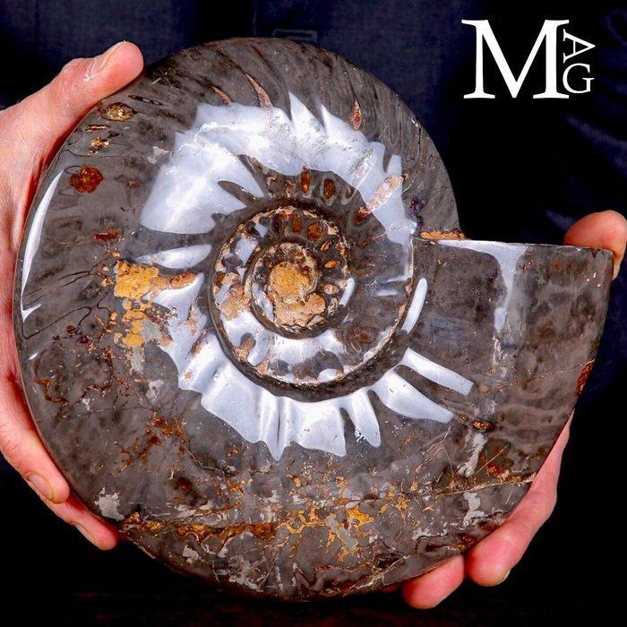 Exclusief Pools Cleoniceras - Gefossiliseerde schelp -, Verzamelen, Mineralen en Fossielen