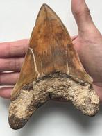 Enorme Megalodon tand 15,1 cm - Fossiele tand - Carcharocles