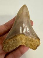 Megalodon - Fossiele tanden - Carcharocles megalodon - 9.4