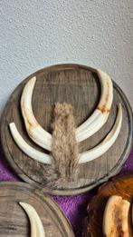 Wrattenzwijn Set tanden - Phacochoerus africanus - 3 très, Verzamelen, Nieuw