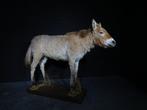 Most uncommon - Przewalskis Horse - Schedel - Equus ferus, Nieuw