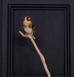 DISTELVINK Taxidermie volledige montage - European goldfinch