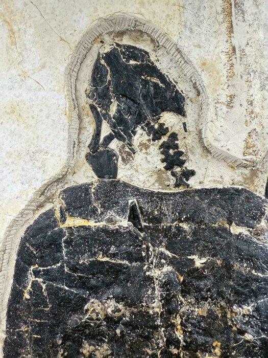 Schildpad - Fossiele plaatmatrix - Manchurochelys( BIG!) -, Verzamelen, Mineralen en Fossielen