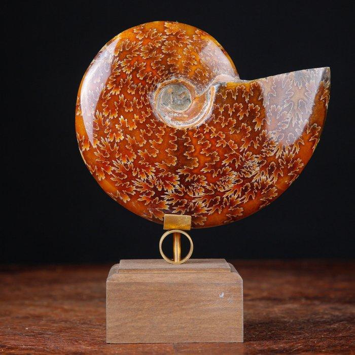 Eerste kwaliteit Cleoniceras ammoniet - houten en messing, Verzamelen, Mineralen en Fossielen