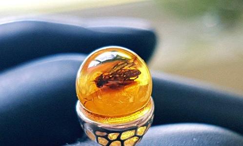 Zeldzame natuurlijke Baltische barnsteenring met fossiele, Verzamelen, Mineralen en Fossielen