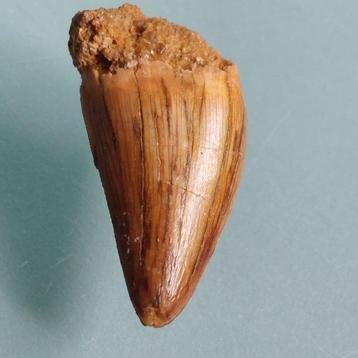 Dinosaure - Dent fossile - Abelisauridae - 23 mm - 13 mm