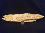 Grande huitre compleet - Gefossiliseerde schelp - Ostrea, Verzamelen