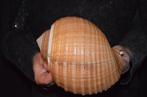 Escargot de mer Coquillage marin - M-989 TONNA AMPULLACEA, Antiek en Kunst