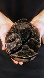Groot zwart fluwelen septarisch ei - Massief - Hoogte: 15 cm