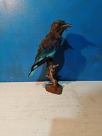 Indochinese roller Support de corps entier pour taxidermie -