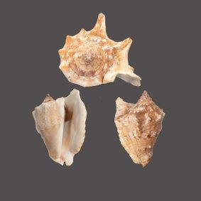 Escargot de collection Strombius raninus Support de corps