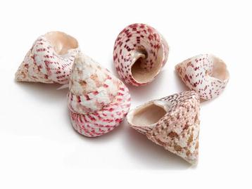 Troca Maculata Schelpen 650 gram beschikbaar voor biedingen