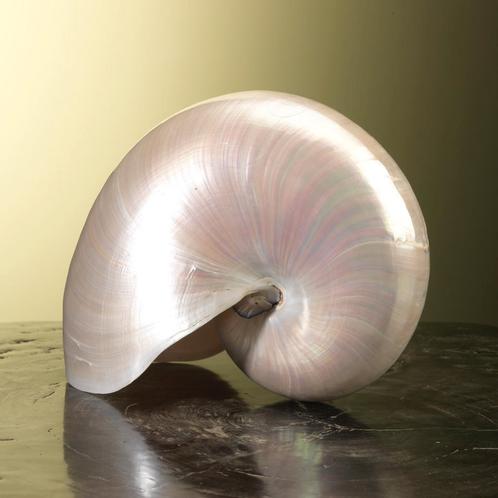 Nautilus Schelp Parelmoer Taxidermie Opgezette Dieren By Max, Verzamelen, Dierenverzamelingen, Opgezet dier, Nieuw, Wild dier