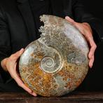 Exclusif Rare Polish Red et Cleoniceras - Coquillage