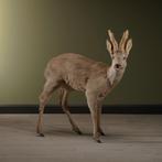 Reebok Taxidermie Opgezette Dieren By Max, Ophalen of Verzenden, Opgezet dier