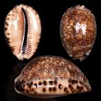 Mooie Schelp Collectie - Cypraeidae Zeeschelp - Cypraea, Nieuw