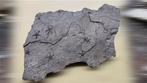 Zeester - Fossiele plaatmatrix - Asteroidea - 22 cm - 14 cm, Verzamelen