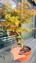 Japanese maple bonsai (Acer palmatum) - Hoogte (boom): 59 cm