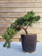 Jeneverbes bonsai (Juniperus) - Hoogte (boom): 15 cm -, Antiek en Kunst