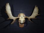 Very Large Northern Elk/Moose Schedel - Alces alces - 45 cm, Nieuw