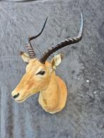Impala Support mural pour taxidermie - Aepyceros melampus -, Nieuw