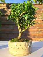 Ilex bonsaï (houx japonais) - Hauteur (arbre) : 20 cm -