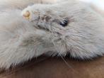 nerts Taxidermie volledige montage - Nerts VINTAGE - 146 cm, Nieuw