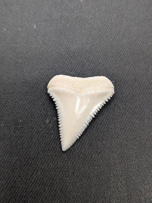 Witte haai Tand - carcharodon carcharias - 29 mm - 23 mm - 4, Antiek en Kunst, Curiosa en Brocante