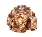 1a Keuze - Verzamelaar-schelp - TOP patroon en kleur