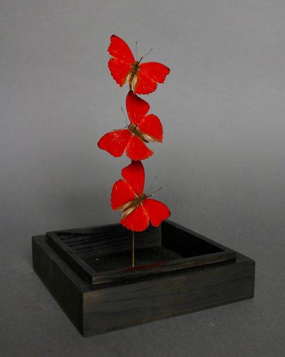 Vlinder Taxidermie volledige montage - Cymothoe sangaris -, Verzamelen, Dierenverzamelingen