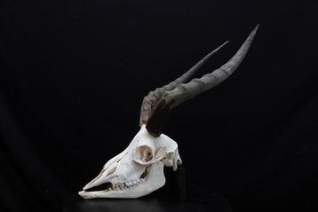 Grande Impala Africaine Crâne - Aepyceros melampus - 0 cm -