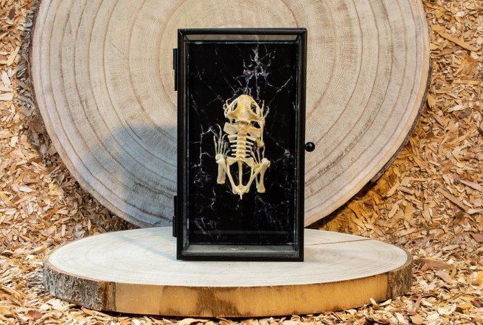 Kikker Taxidermie volledige montage - Duttaphrymus, Antiek en Kunst, Curiosa en Brocante