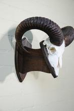 Mouflon Schedel - Ovis a musimon - 35 cm - 40 cm - 43 cm-, Verzamelen, Dierenverzamelingen, Nieuw