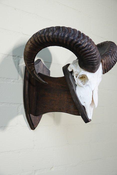 Mouflon Schedel - Ovis a musimon - 35 cm - 40 cm - 43 cm-, Verzamelen, Dierenverzamelingen